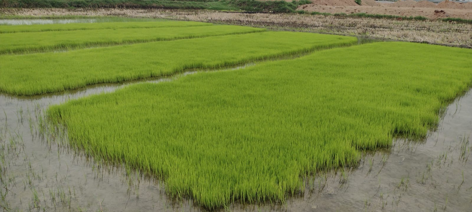 Irrigation for Crops, Govt Caught Between Devil and the Deep Sea