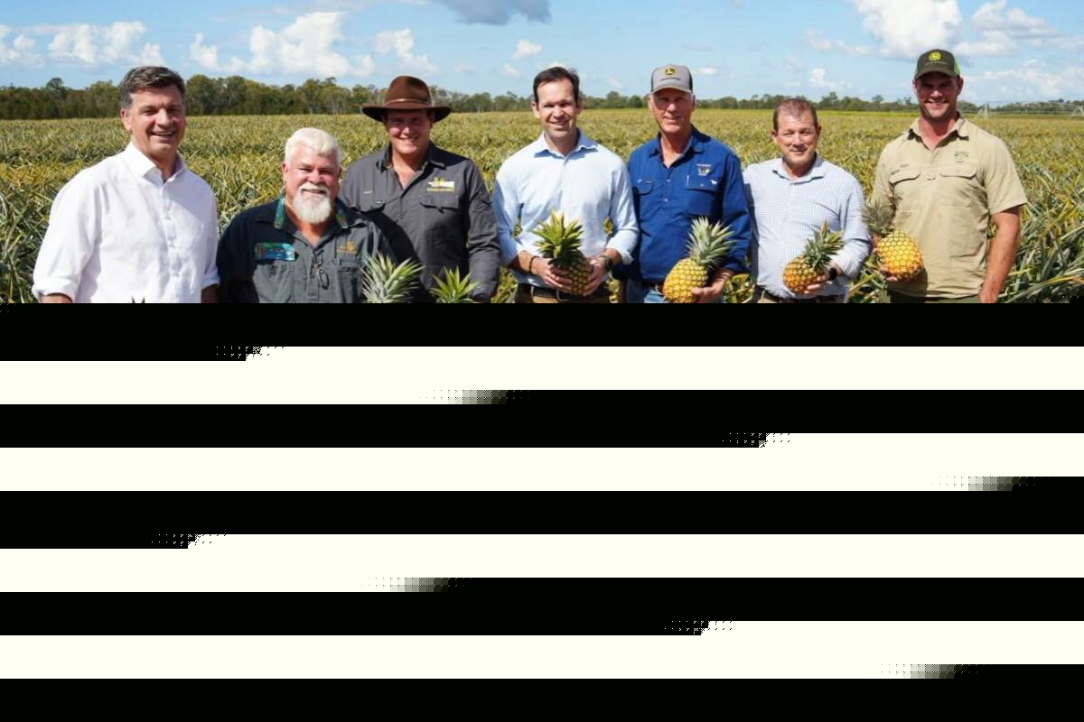 Australian pineapple growers raise the alarm over potential Indian and Indonesian imports