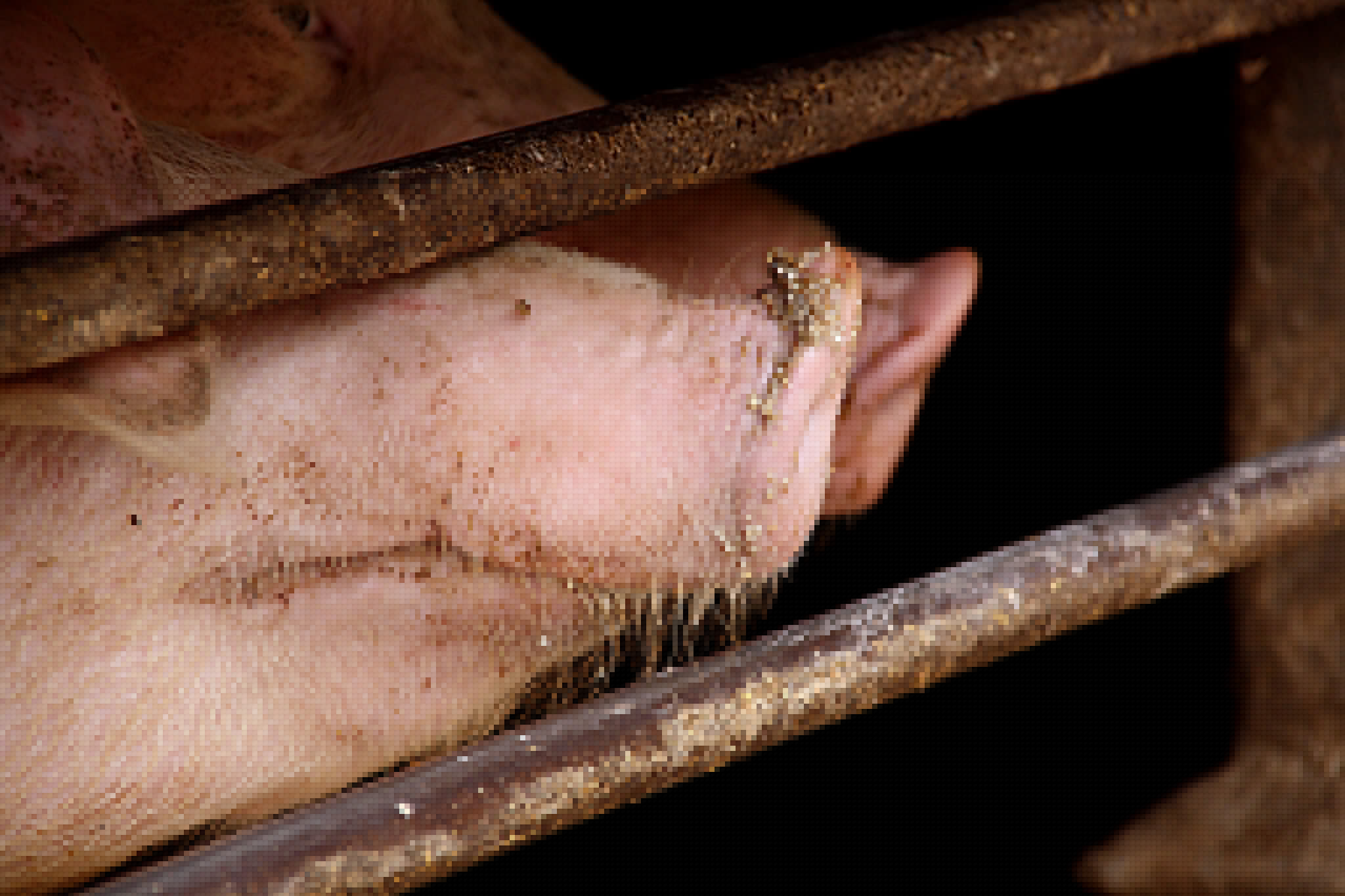 Hungary reports second ASF case in domestic pigs
