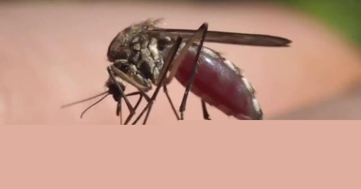 Wauwatosa mosquitoes test positive for West Nile virus, more cases likely