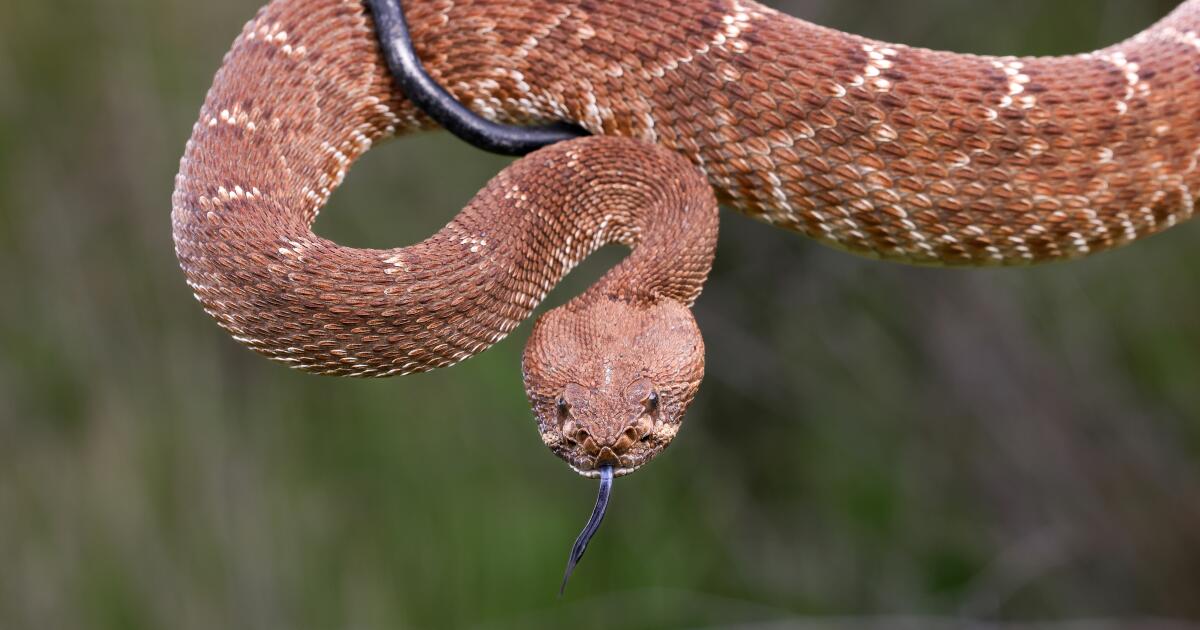 Urgent search after hiker deep in Angeles National Forest is bitten by rattlesnake