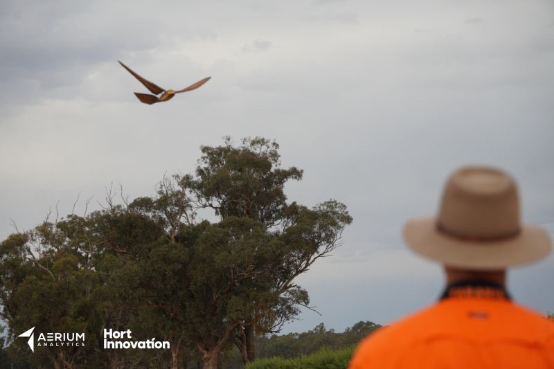 Drone-Enabled Bird Management for Australian Horticulture