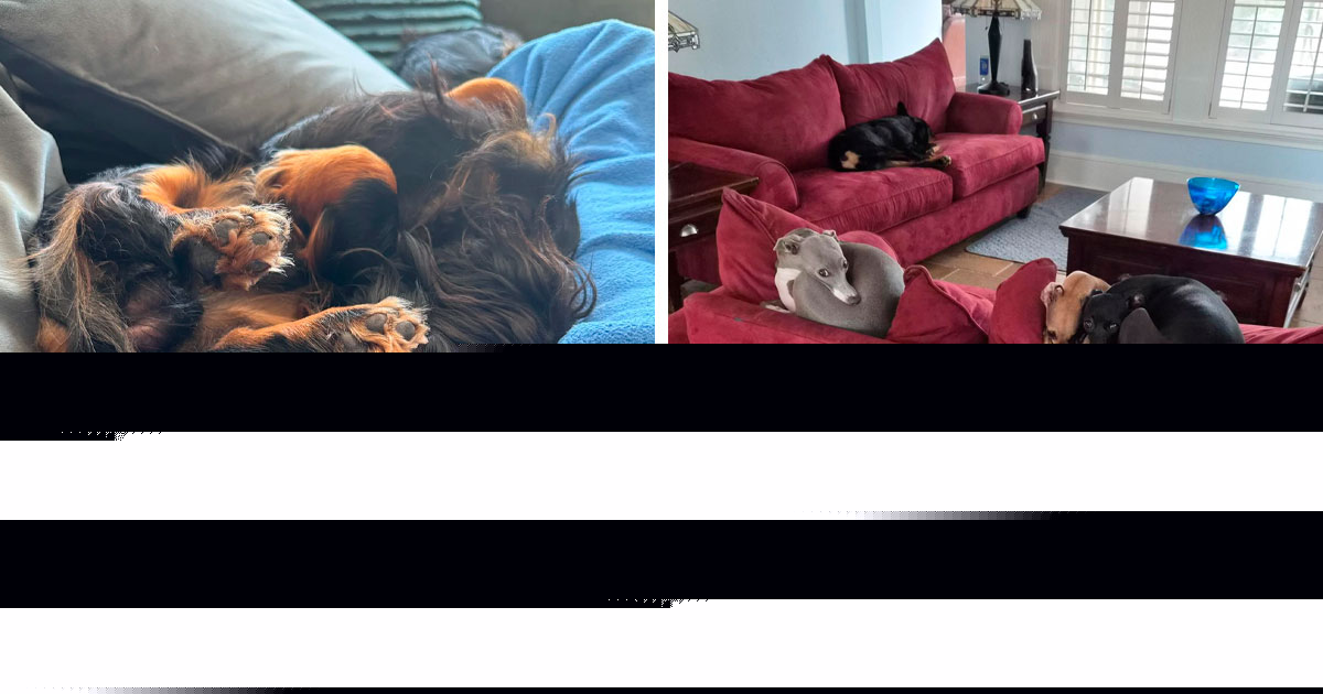 130 Pets That Clearly Didn’t Pass Quality Control