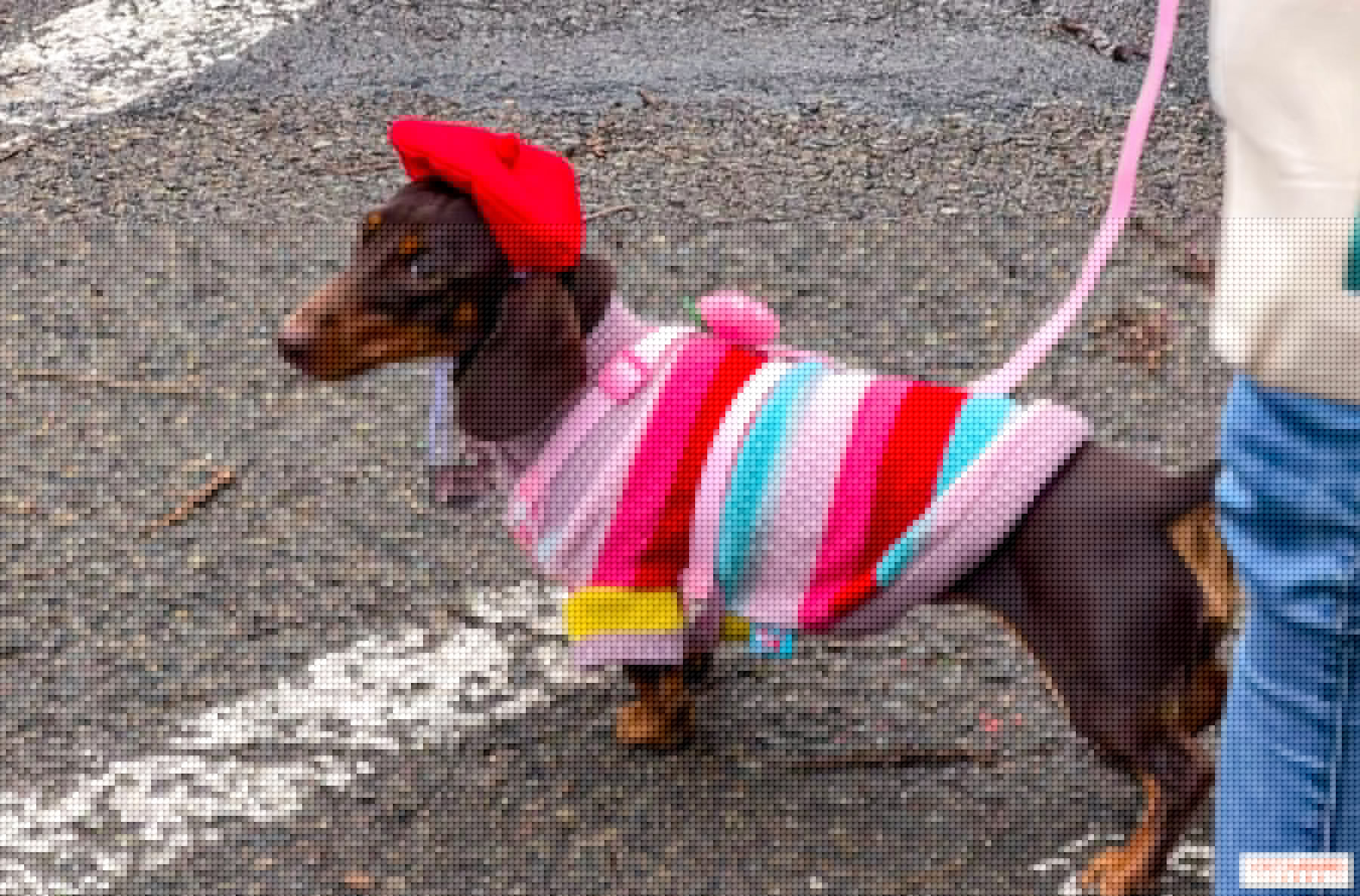 Paris Sausage Walk 2026 : la marche des teckels s'offre les Champs-Élysées pour la première fois !