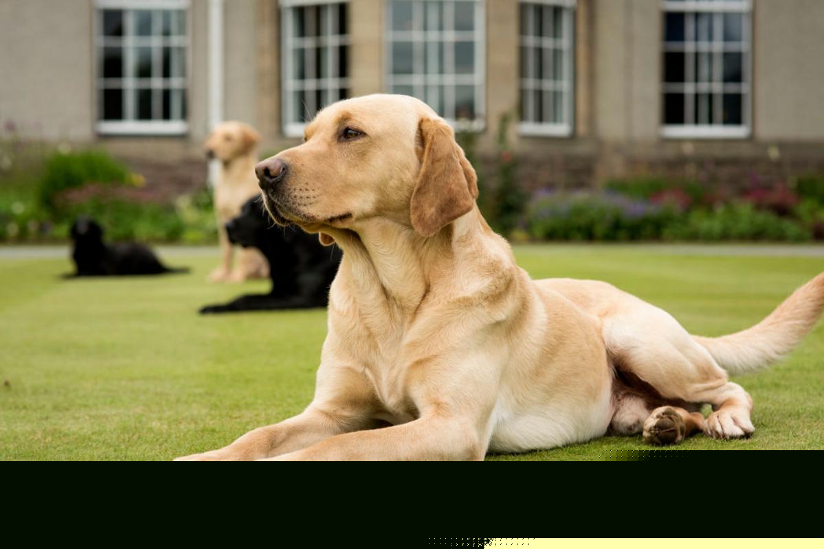 Three New Jersey Towns Named Among Americas Most Pet Friendly