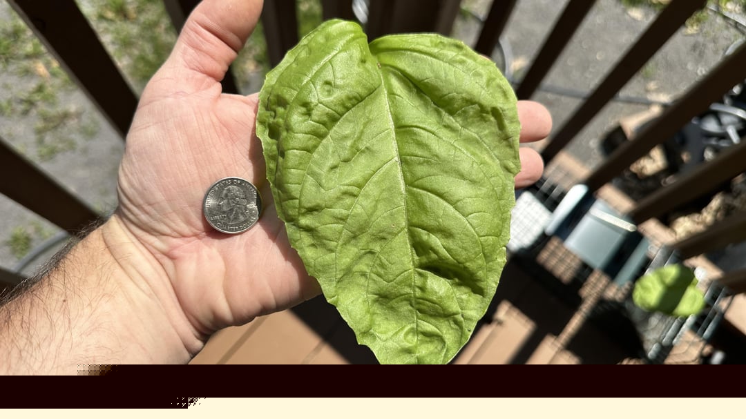 Absolute Unit - This basil leaf
