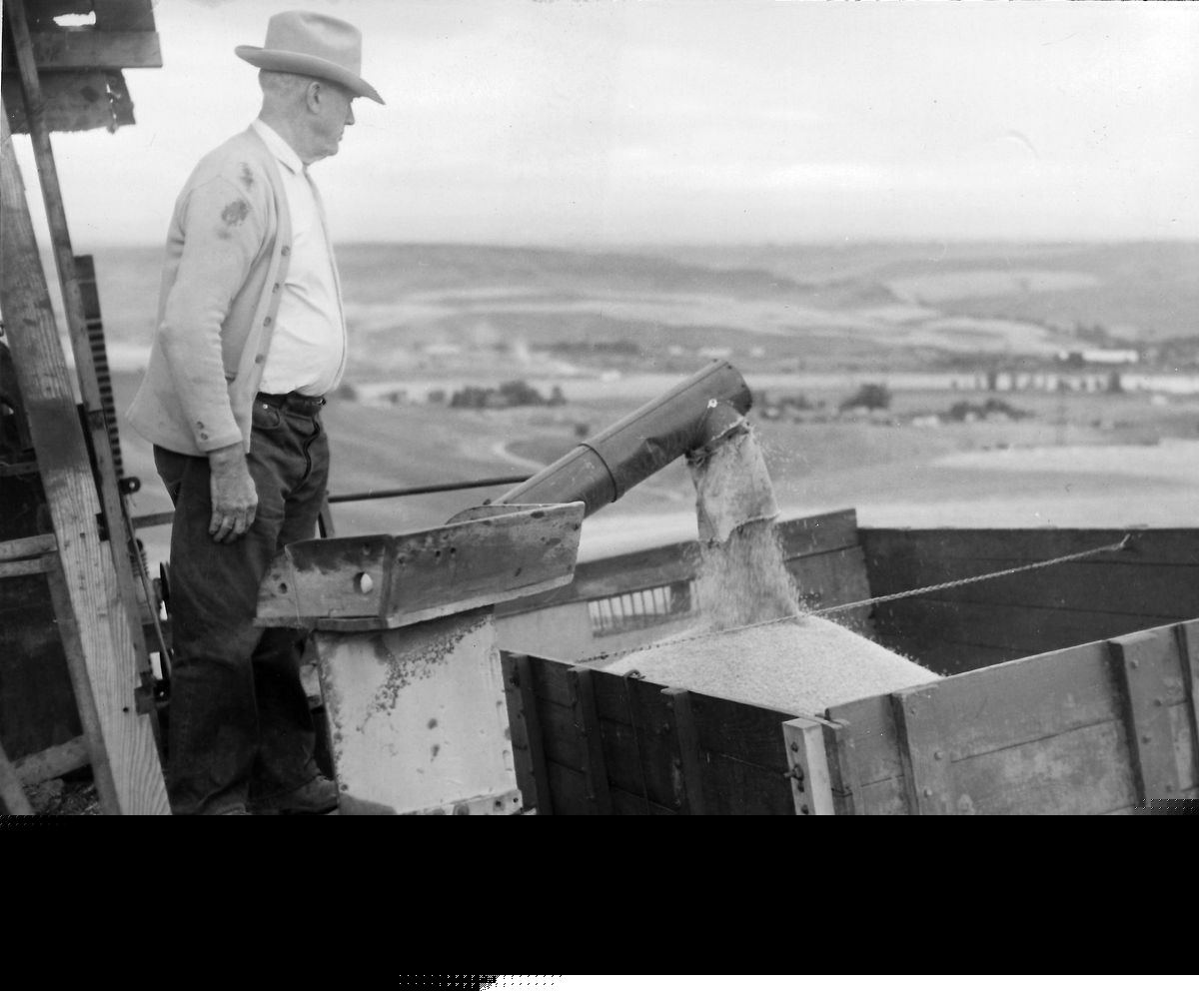 Blast from the Past / 1951: The first wheat harvest of 1951