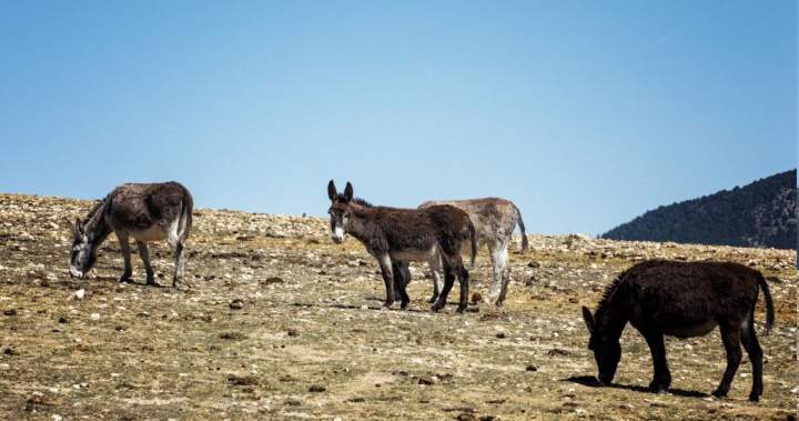 Meet the donkey brigade that’s helping curb wildfires in Spain
