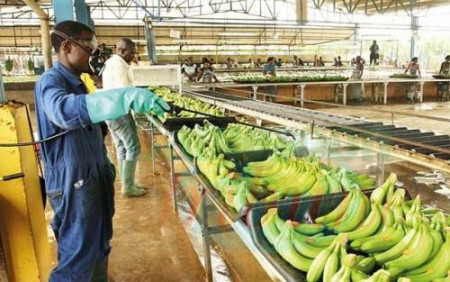 Cameroon’s Banana Exports Drop 10% in August as PHP Output Falls 25.7%