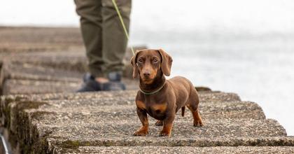 Five signs your dog has chosen you and considers you their favourite person