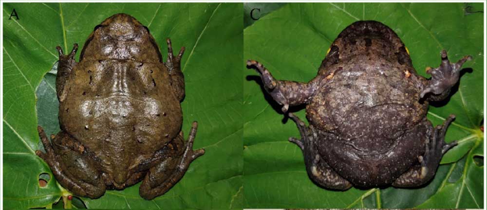 New Brachytarsophrys Frog Species From China’s Guangxi Zhuang Autonomous Region Described