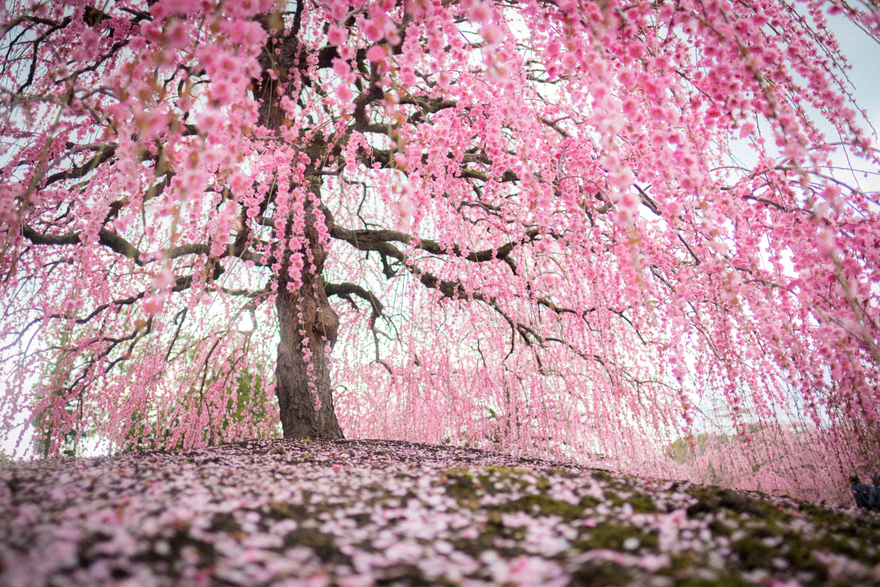 Plum Blossom Festivals To Visit in and Around Tokyo in 2026