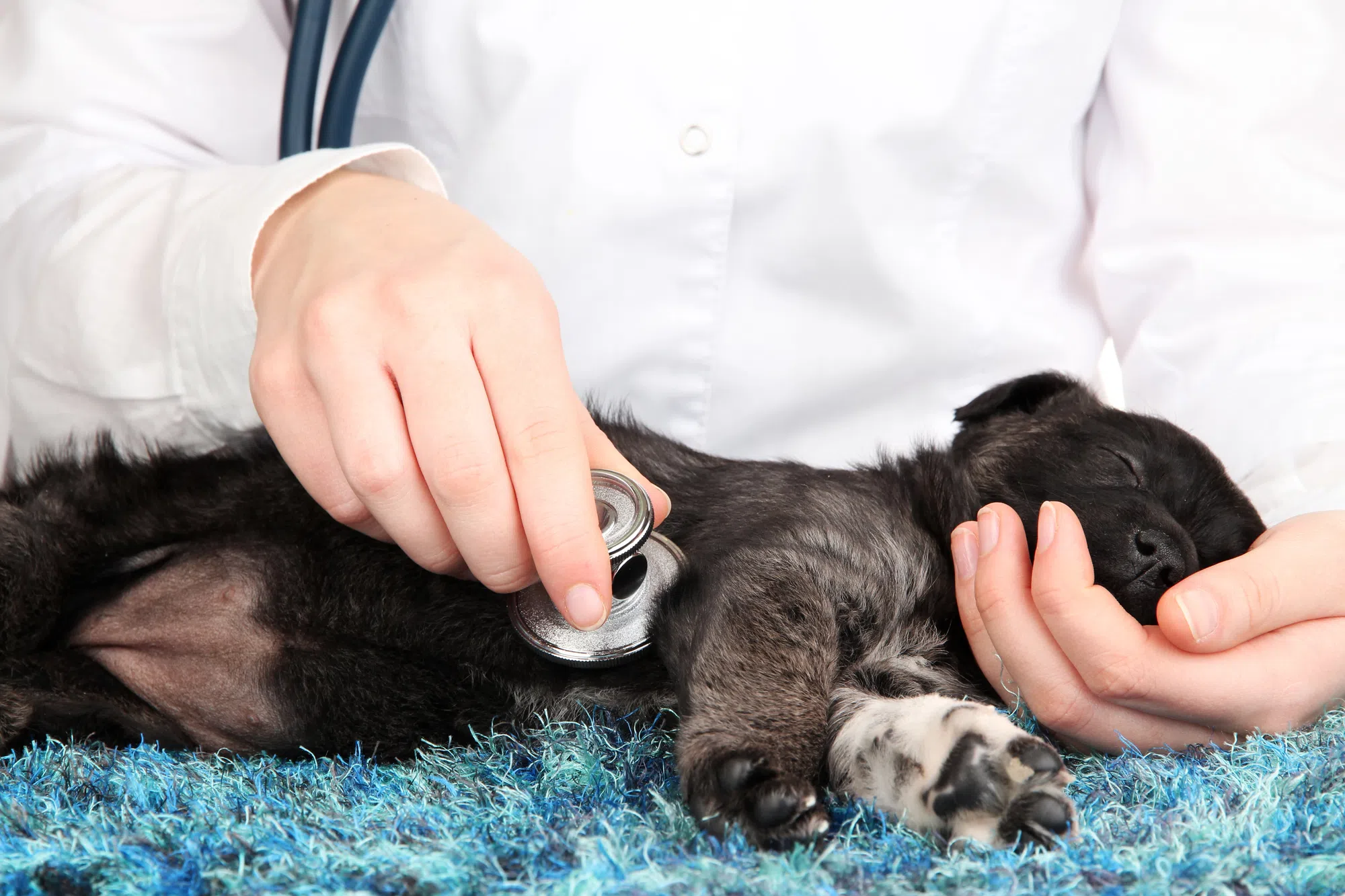 Province asked to consider incentive program to attract veterinarians to northern Ontario