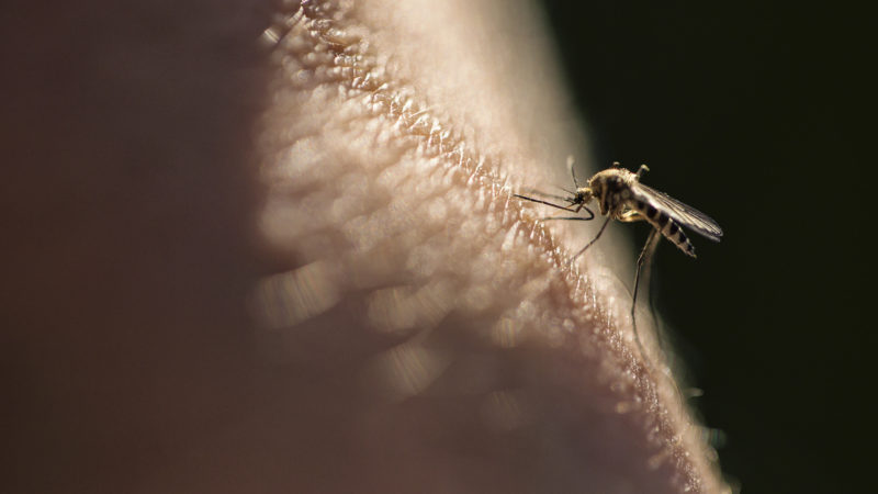 Manitoba issues order to spray mosquitoes