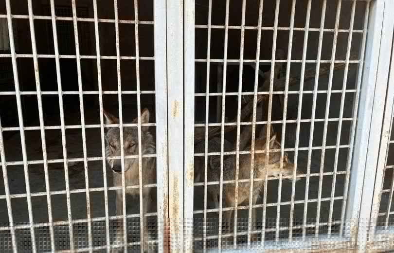 Des loups détenus illégalement à Tsovagyugh dans la région de Gegharkunik (Arménie) ont été confiés aux soins de spécialistes