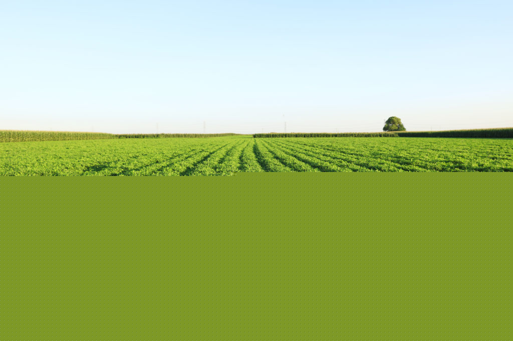 Upcoming Peanut Field Days