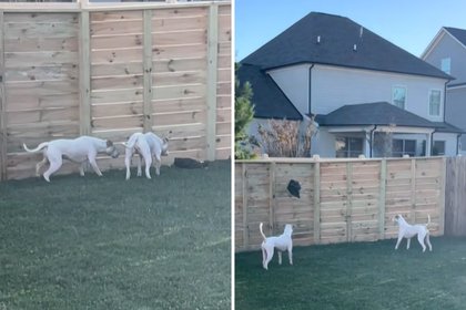 Pit Bulls ‘Shaken Up’ by Object in Yard—Owner Can’t Cope When She Realizes
