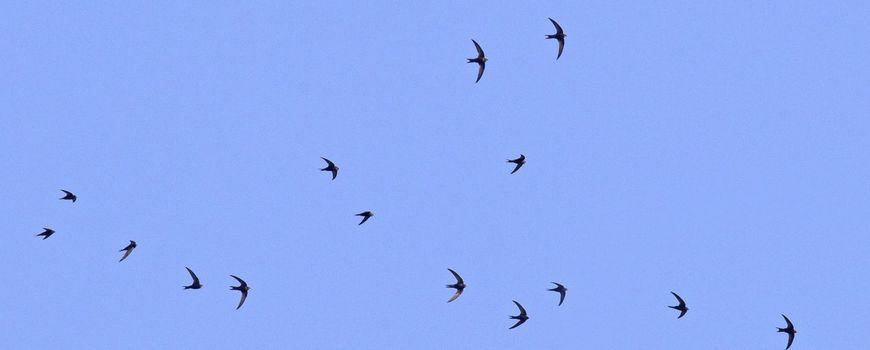 Hittestress in gierzwaluwnesten