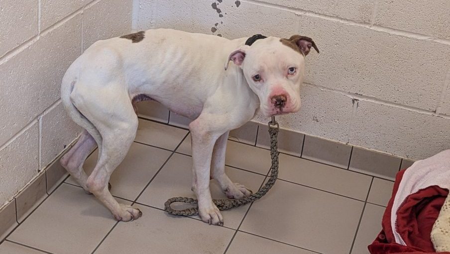 Coventry woman banned from keeping pets after dog starves to death