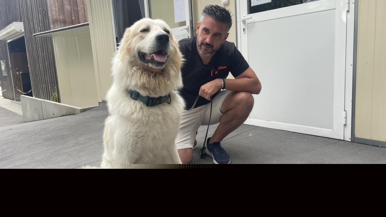 Cats, dogs and horses: Rescuing the pets caught in France’s wildfires