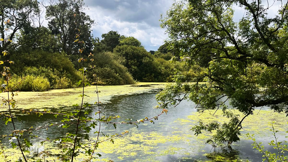 Hudson River Harmful Algal Blooms Explained