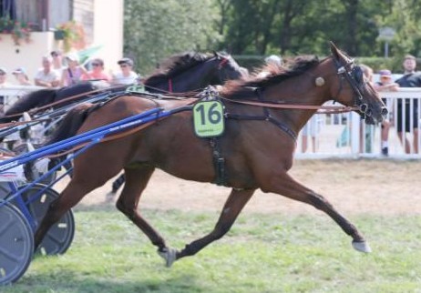 Ideal du Rocher wins Trophee Vert Leg 12