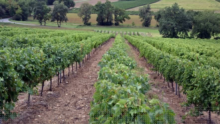 Alcool, altercation et coup à la tête : le flou persiste sur les violences dont aurait été victime un saisonnier par deux frères vignerons