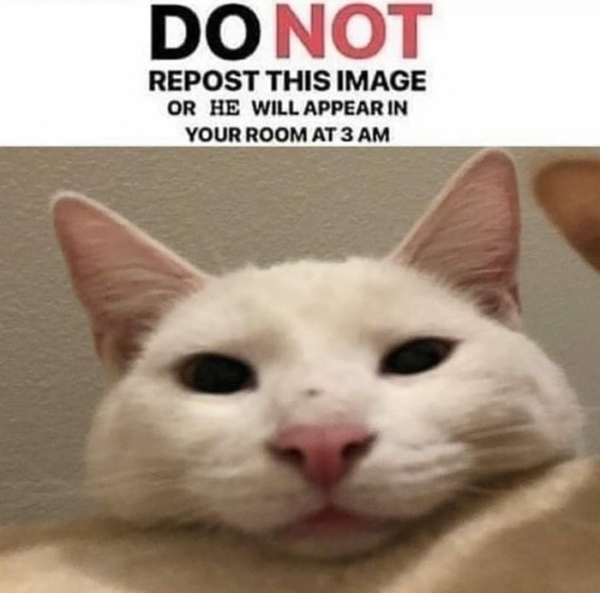 Do Not Repost This Image Or She Will Appear In Your Room At 3 AM - do not repost this cat