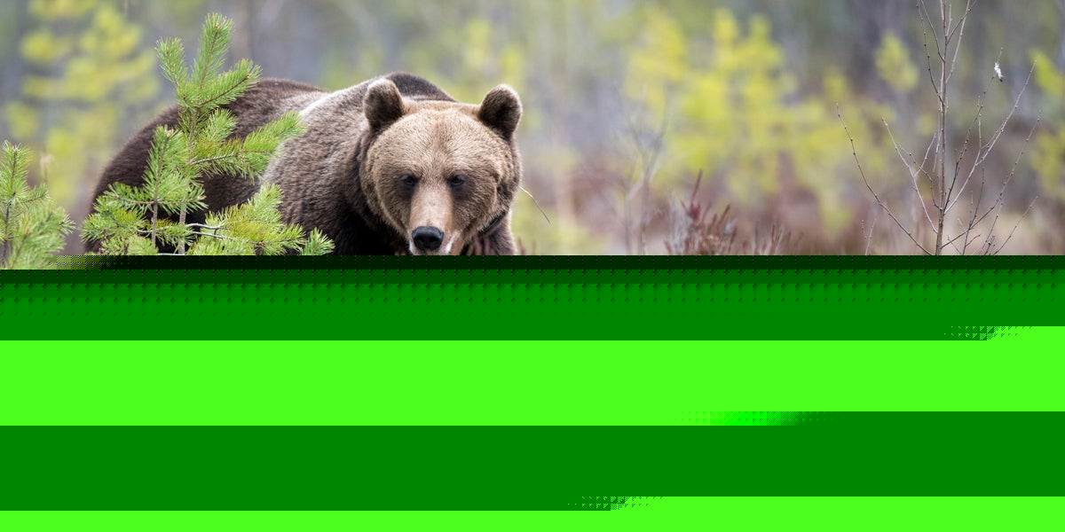 Bärplockare attackerad av björn