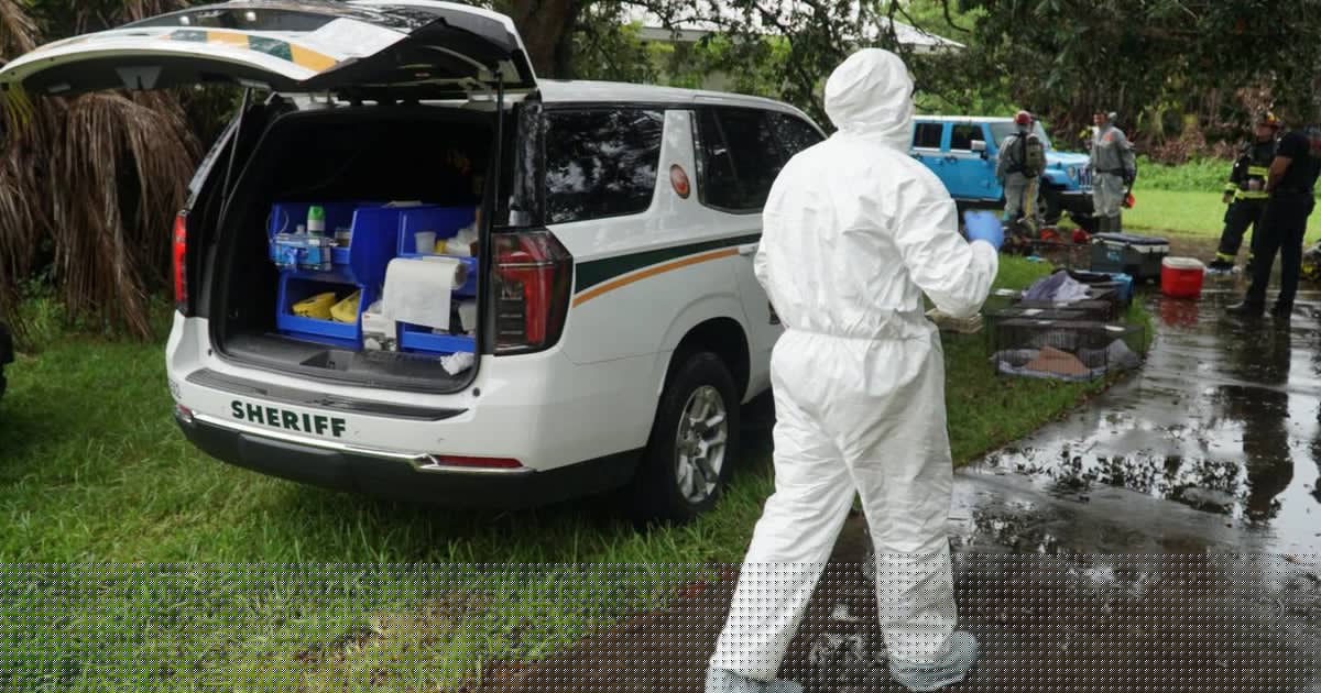Florida postal worker who picked up stray cats on route kept over 70 animals in squalor: MCSO