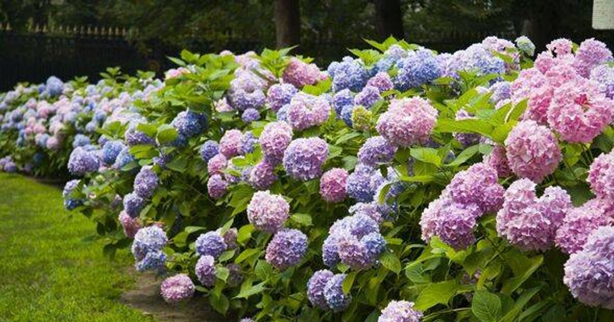 The item you'd normally throw away that will help your hydrangeas bloom bigger flowers