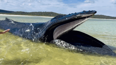 Girl springs into action to save humpback whale stranded on K’gari