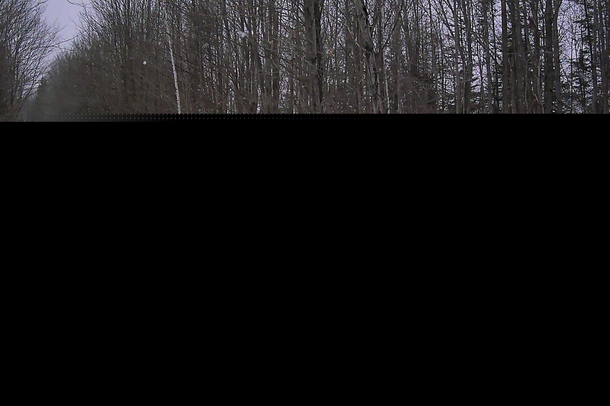 How Many Wolves Live in Michigan? DNR Estimate Revealed