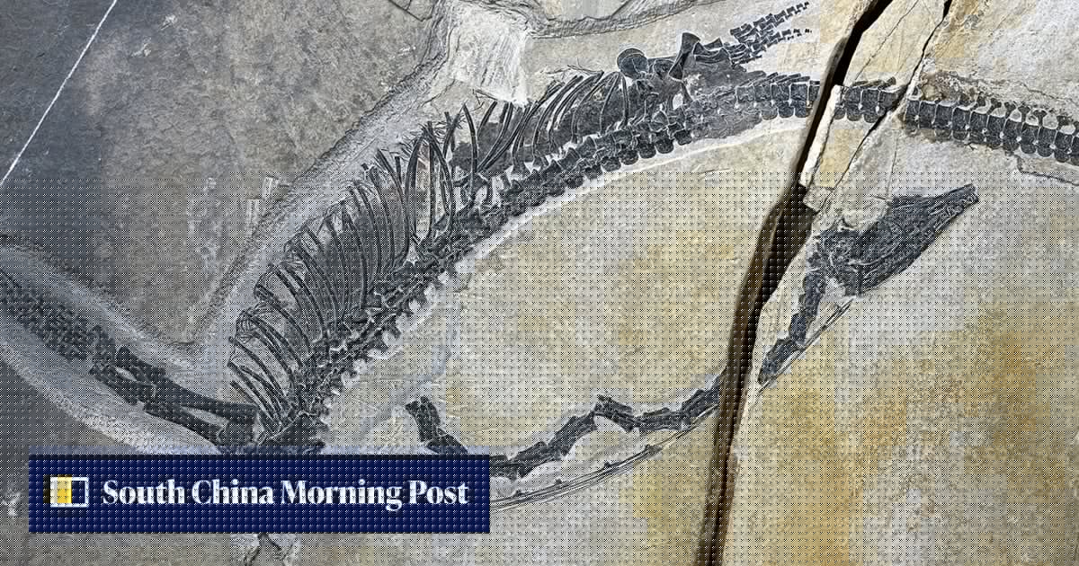 Triassic fish for lunch? Chinese fossil reveals oldest preserved reptile stomach