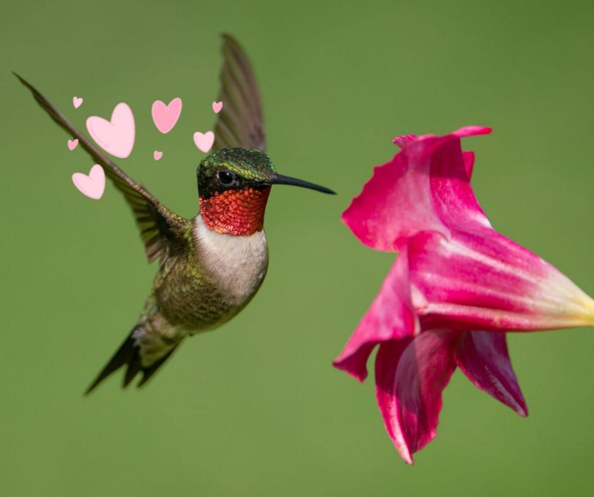 Hidden Hummingbird Garden in NJ Is a Must-Visit Nature Spot