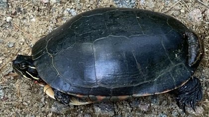 Think Turtle submits environmental recommendations for proposed quarry