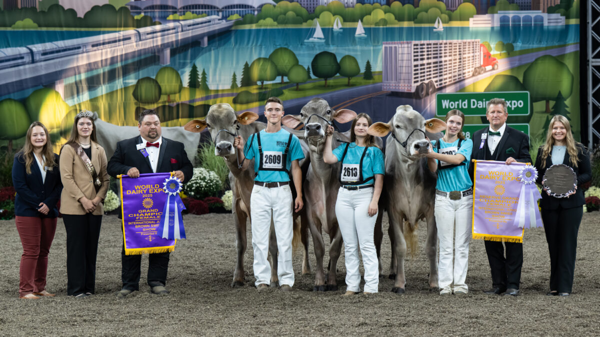Diamond Shines Bright In The Brown Swiss Show