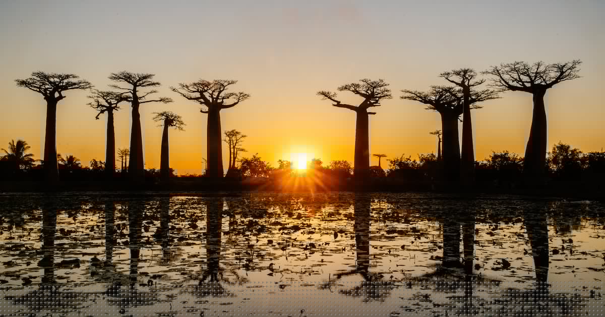 Baobab: A multi-purpose functional powerhouse continues to grow