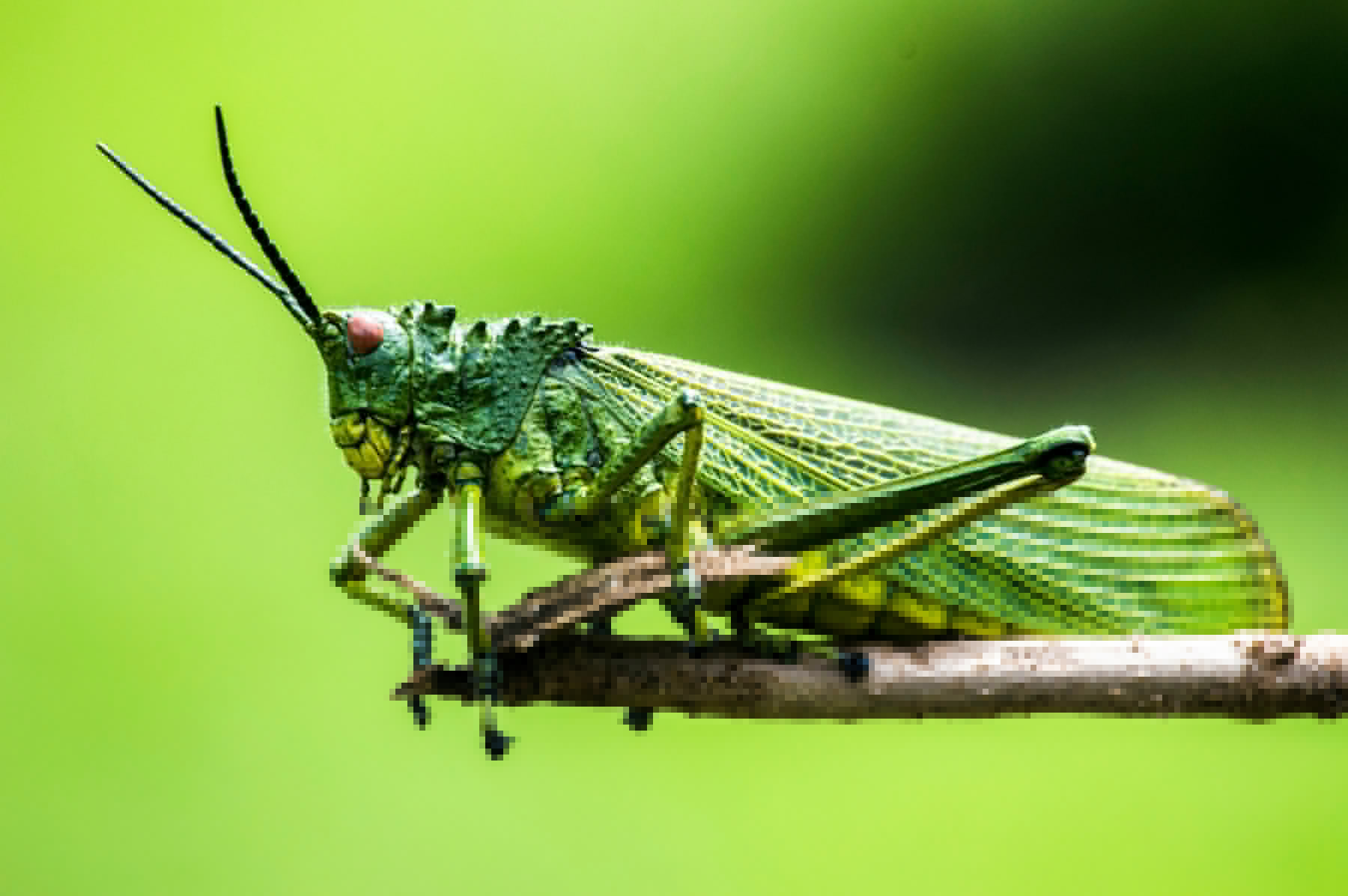 La Maison des insectes : le musée familial pour tout savoir des petites bêtes
