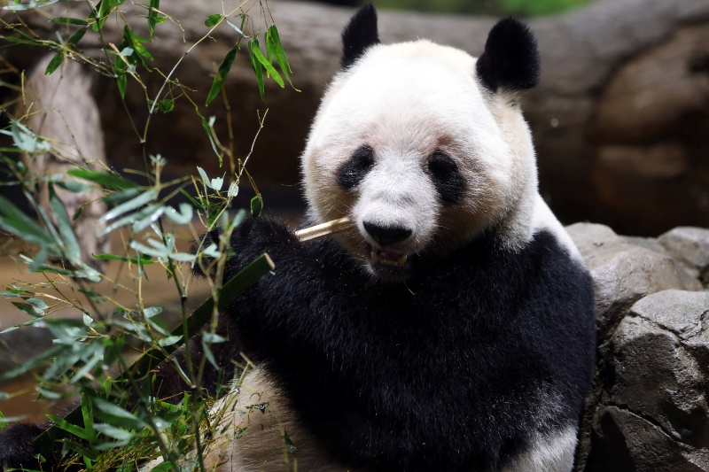 Comment on Japan-born pandas Xiao Xiao and Lei Lei arrive in China as bilateral ties freeze by kıbrıs parselasyon hizmetleri