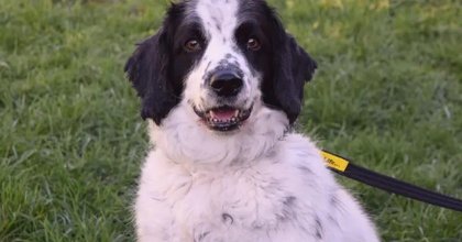 Can you give this 'waggy-tailed, happy-go-lucky gentleman' a forever home?