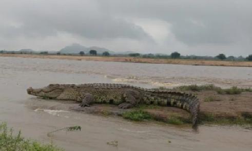 Andhra Pradesh: Crocodile Sighting Causes Panic In Krishna River