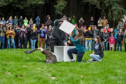 Injured bald eagle makes triumphant return to Portland park where she was rescued