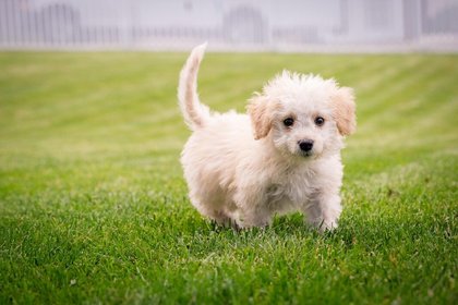 Plans submitted for new dog‑walking field on land in Highbridge