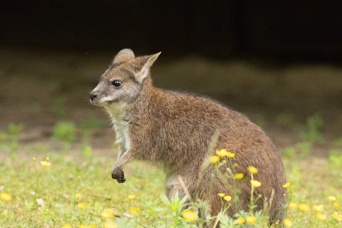 Swiss wallaby’s six-kilometre hop from Lucerne farm ends with dart from moving car