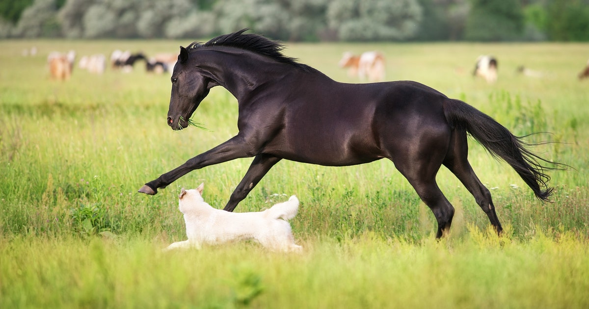 Nationwide recall issued for dog, horse medications after glass fibers found in vials