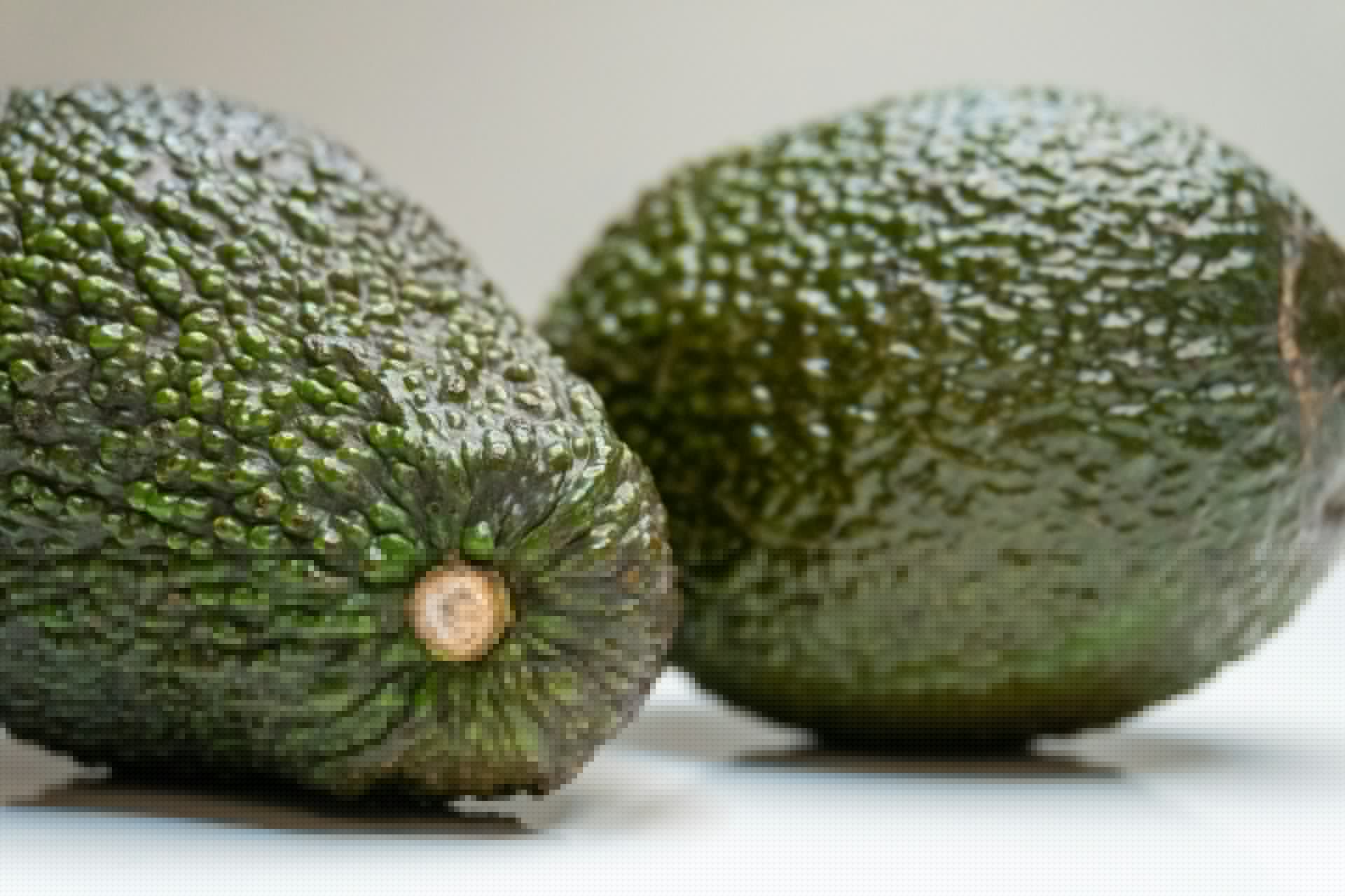 The US partially resumes avocado export operations in Michoacán