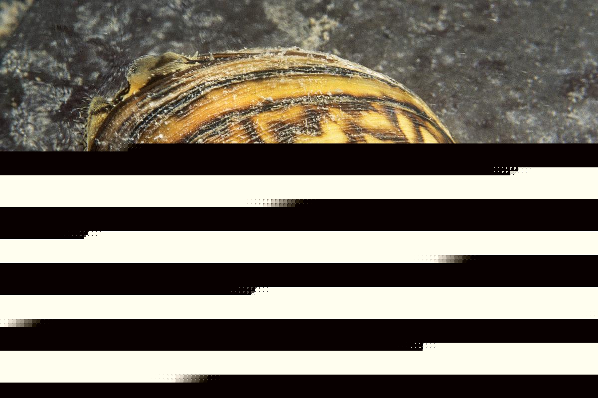 Zebra Mussels Found in Shamineau Lake Near Motley