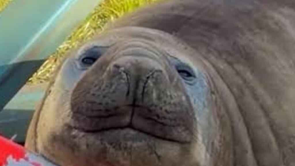 Neil the Seal forgiven $31,000 bill for ‘exceptional cuteness’ by council
