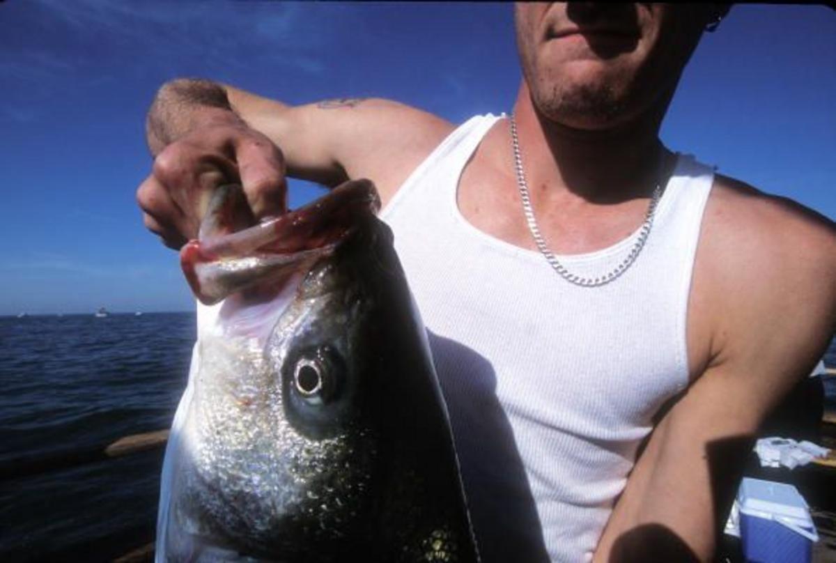Enormous Fish Caught In New York State This Year